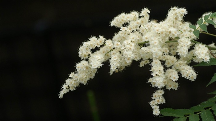 acides cerisiers en fleurs-beau fond d'écran de fleurs Vues:8219