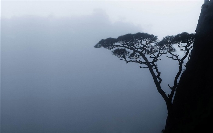 árbol en una montaña lado-increíble paisaje natural fondo de pantalla Vistas:8851