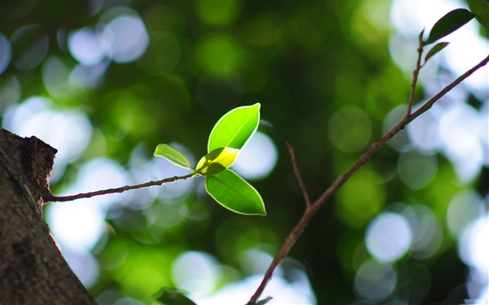 twig bokeh summer-Beautiful macro photography Wallpaper Views:10507 Date:2013/1/15 23:02:18