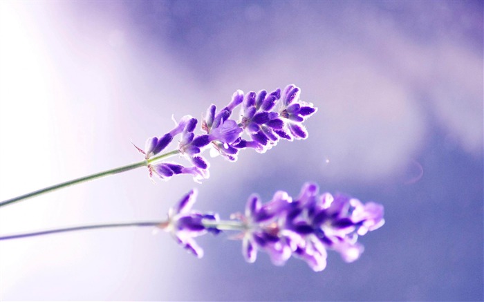 Duas flores de lavanda - linda fotografia macro Wallpaper Visualizações:17884