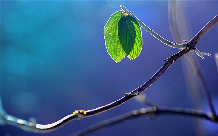 duas folhas - papel de parede macro de plantas frescas Visualizações:9730