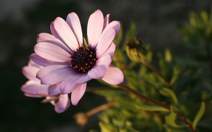 violette près-beau fond d'écran de fleurs Vues:8572