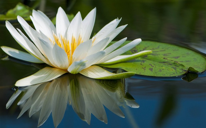 Water Lily-Beautiful flowers HD wallpaper Visualizações:9586