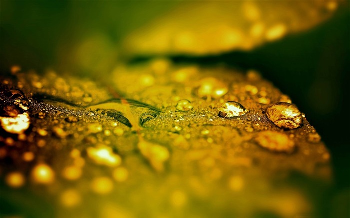 wet leaf bokeh-Beautiful macro photography Wallpaper Views:13329 Date:2013/1/15 23:06:10