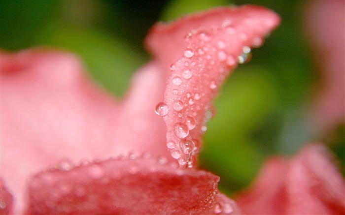 pétalas molhadas - papel de parede da fotografia de flores bonitas Visualizações:8474