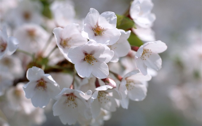 白い桜-美しい花の写真の壁紙 ブラウズ:8682