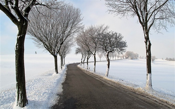 invierno camino árboles-invierno paisaje natural fondo de pantalla Vistas:9960