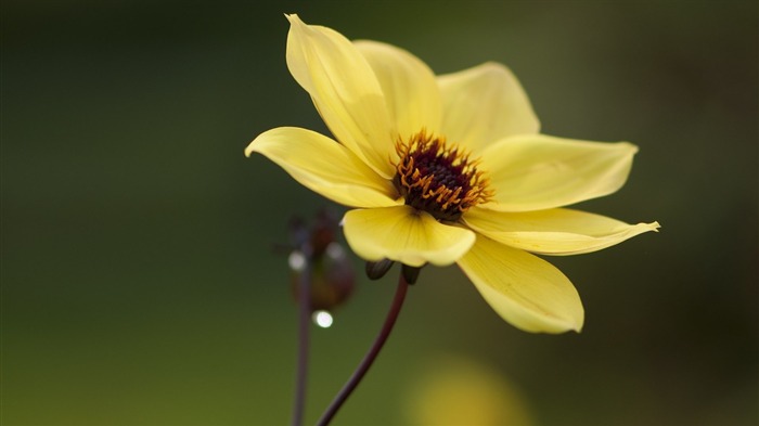 papel de parede de flores amarelas e flores bonitas Visualizações:7664