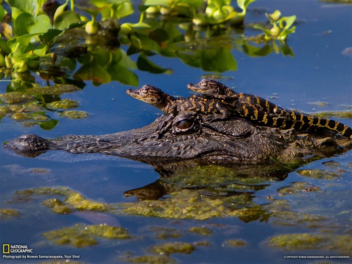 Alligators Texas-National Geographic fotografía fondo de pantalla Vistas:13964