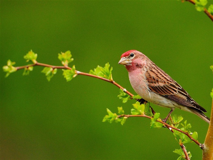 Bel oiseau-Natural photographie animalière Fonds d'écran Vues:13601