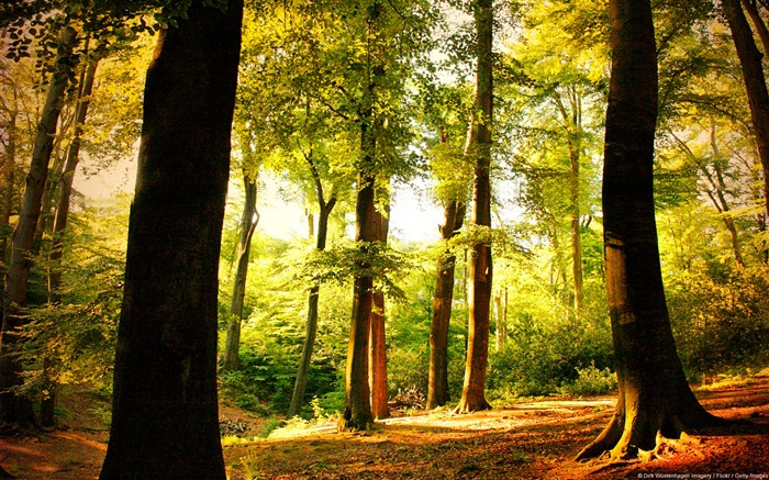 Hêtre arbres forestiers Wuppertal en Allemagne-paysage naturel HD Fond d'écran Vues:20653