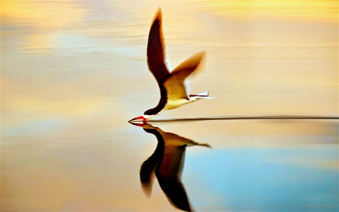 Pájaro en agua-Animal mundo fotografía fondo de pantalla Vistas:11138