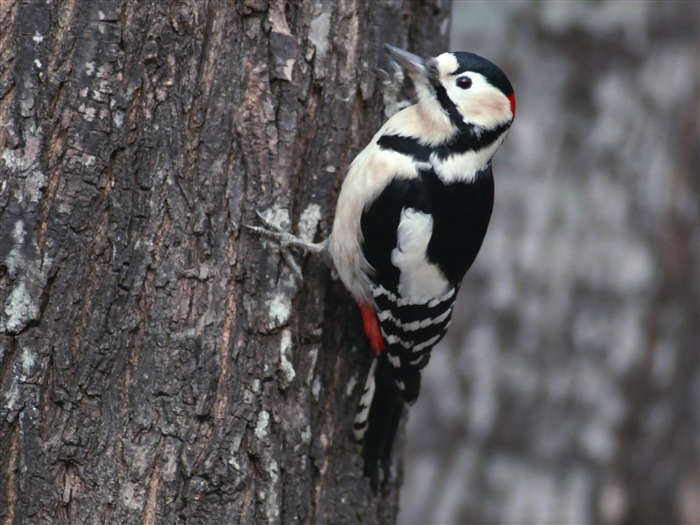 Oiseau sur l'arbre-Natural photographie animalière Fonds d'écran Vues:8949