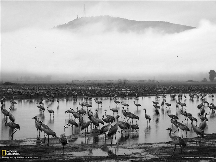 Aves Israel-National Geographic fotografía fondo de pantalla Vistas:8994