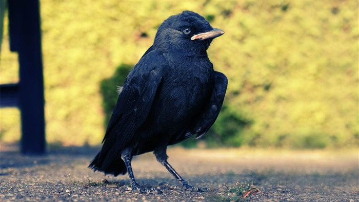 Fondo de pantalla de fotografía de mundo negro Crow-Animal Vistas:8844