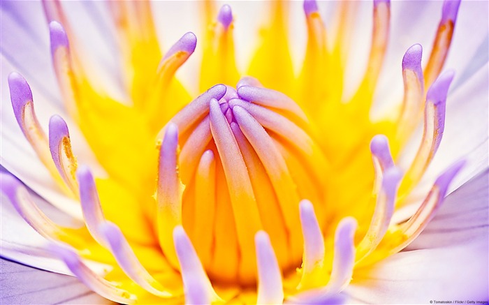 2013 Fondos de fotografía de temática hermosa flor Vistas:27845