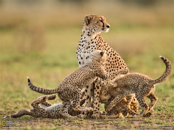 Cheetah Mother and Cubs Tanzania-National Geographic fotografía fondo de pantalla Vistas:13324