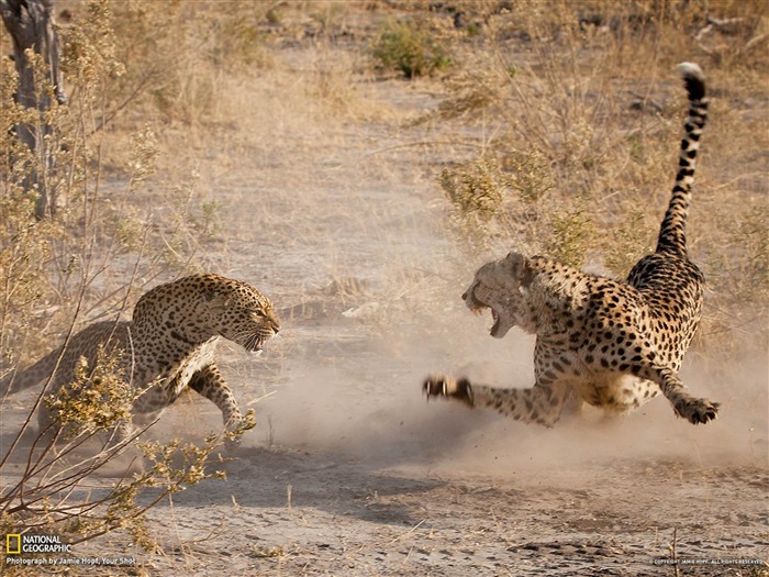 Cheetah and Leopard Botswana-National Geographic fotografía fondo de pantalla Vistas:19112