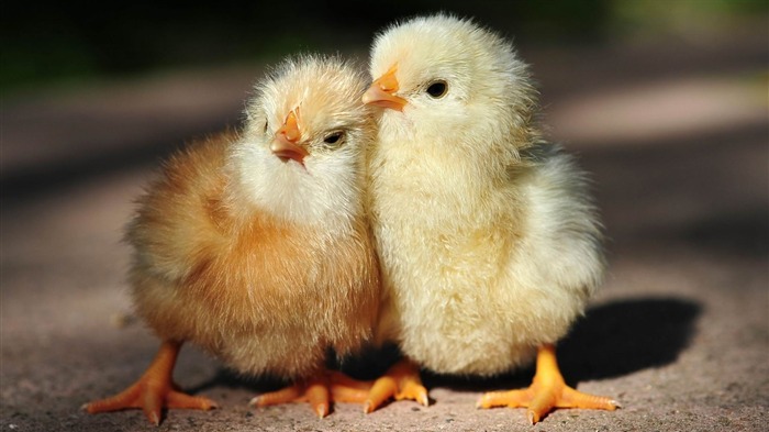 poulets-Natural photographie animalière Fonds d'écran Vues:8053