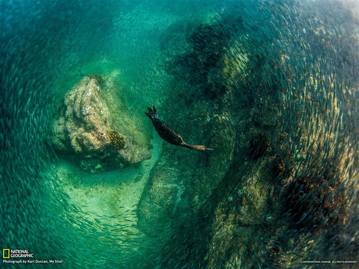 Diving Bird Mexico-National Geographic fotografía fondo de pantalla Vistas:14286