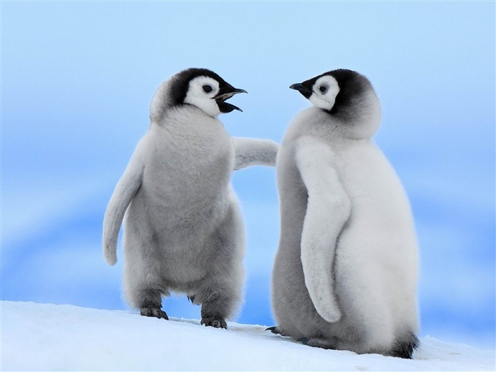 Emperor Penguins-Natural photography Wallpaper Vistas:18817