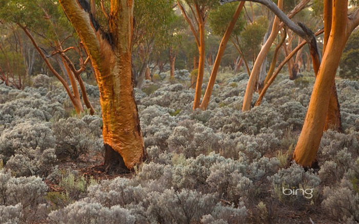 Eucalyptus-2013 Bing widescreen wallpaper Visualizações:10023