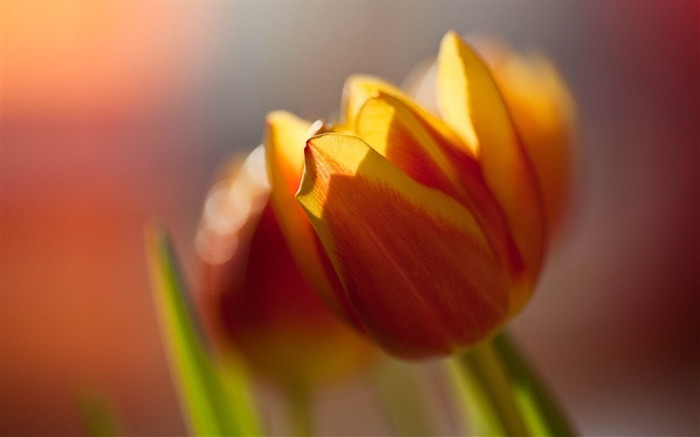 花のクローズアップ-春花のHD写真の壁紙 ブラウズ:9799