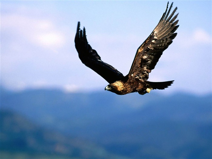 Flying Eagle-Natural fotografía de animales fondo de pantalla Vistas:94604