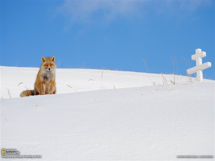 Fox Aleutian Islands-National Geographic fotografía fondo de pantalla Vistas:11949