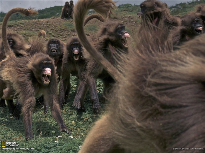 Geladas Etiopía-National Geographic fotografía fondo de pantalla Vistas:9230