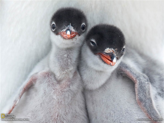 Gentoo Penguin Chicks Antártida-National Geographic fotografía fondo de pantalla Vistas:12844