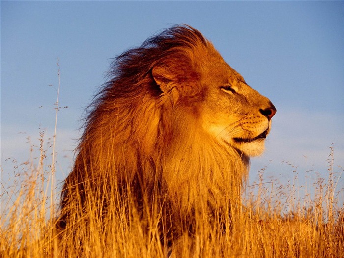 Fondo de pantalla de fotografía de animales de León de oro natural Vistas:11183