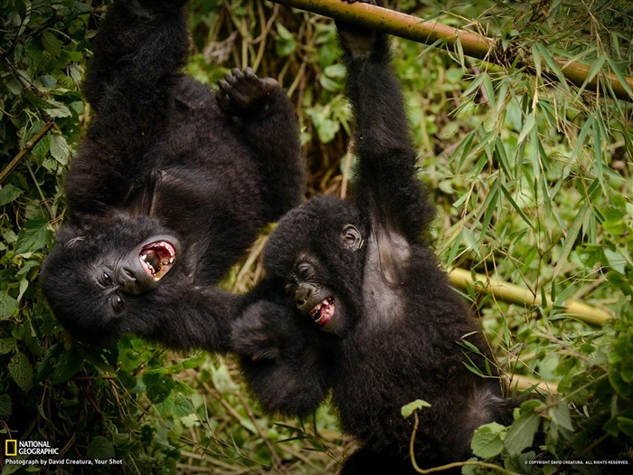 Gorilas Rwanda-National Geographic fotografía fondo de pantalla Vistas:8848