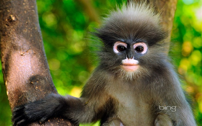 Gray snub nosed monkey-2013 Bing widescreen wallpaper Visualizações:12393