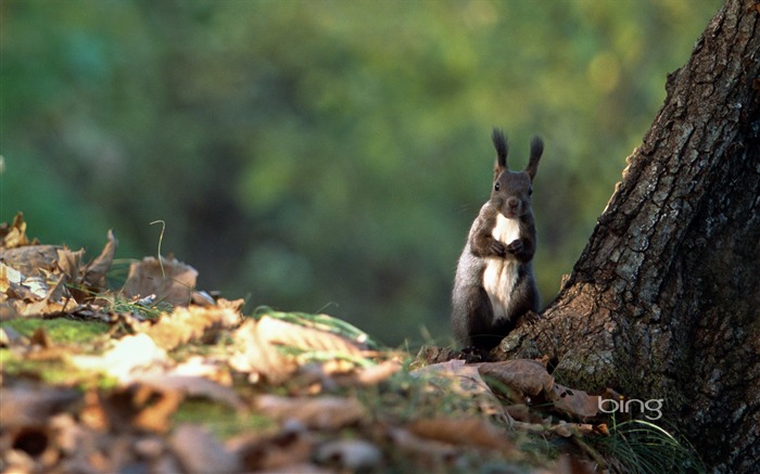 Gray squirrel-2013 Bing widescreen wallpaper Visualizações:13986