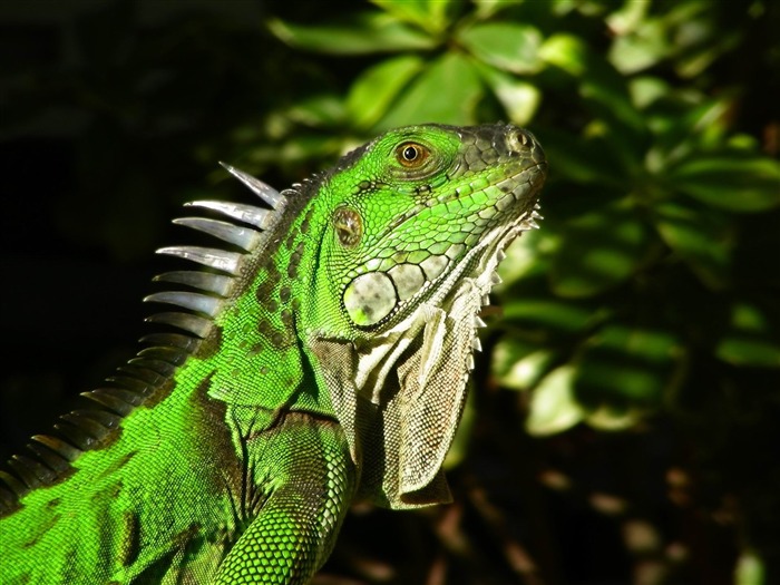 Iguane vert-Natural photographie animalière Fonds d'écran Vues:14451