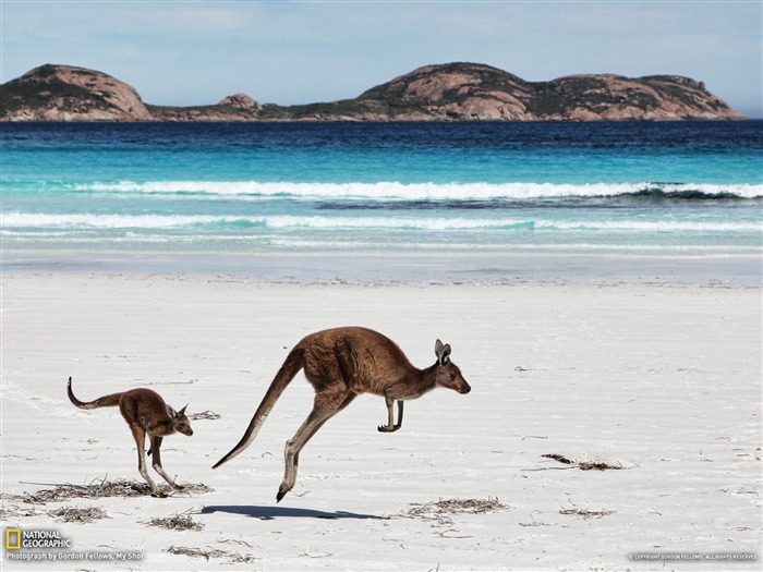 Kangaroos Australia-National Geographic fotografía fondo de pantalla Vistas:15595