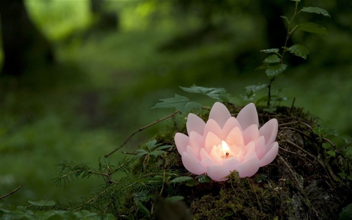 Light in Flower-spring flowers HD photography wallpaper Views:18515 Date:2013/2/11 20:15:21