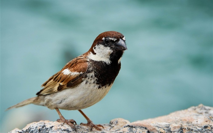 Little Bird-Natural photographie animalière Fonds d'écran Vues:7550