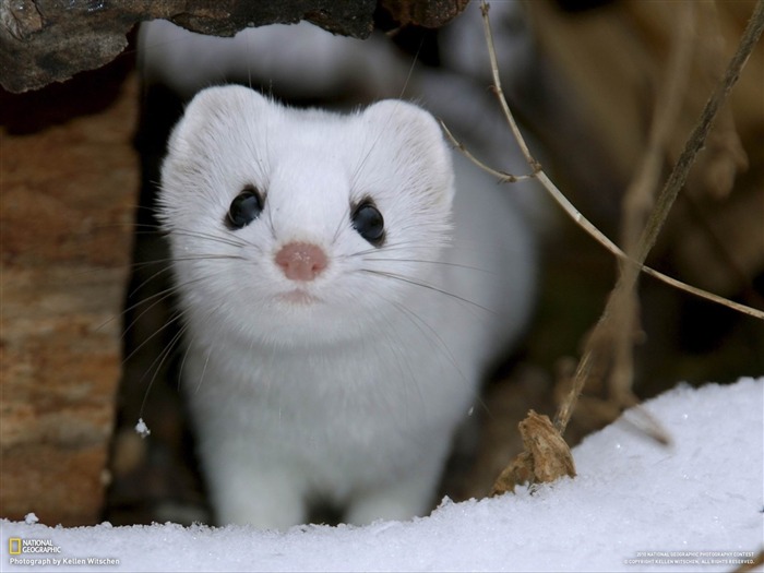 Petit Chose mignon-Natural photographie animalière Fonds d'écran Vues:12068