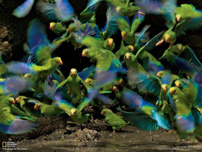 Periquitos Ecuador-National Geographic fotografía fondo de pantalla Vistas:11711