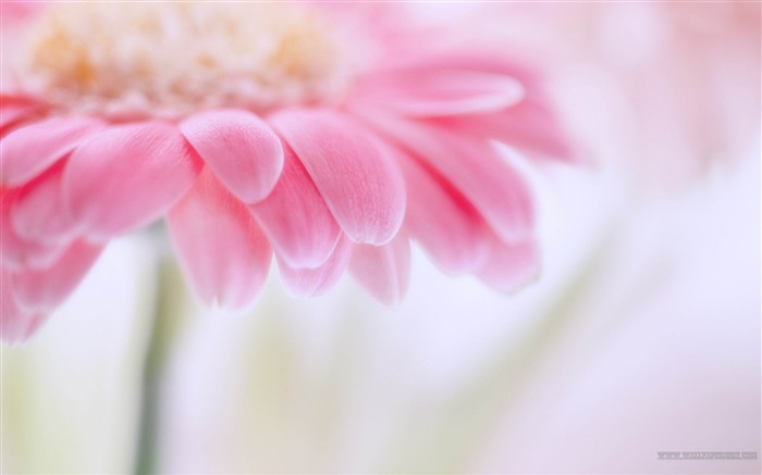 Pink Flower-spring flowers HD photography wallpaper Views:14356 Date:2013/2/11 20:17:12