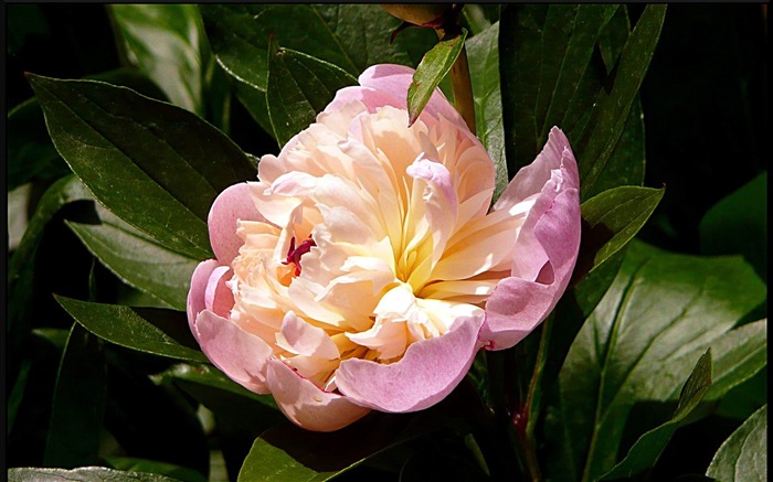 Pink Peonies-spring flowers HD photography wallpaper Views:12787 Date:2013/2/11 20:16:23