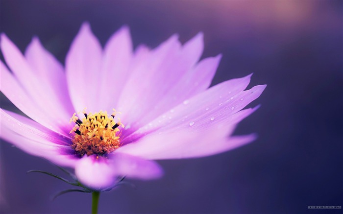 紫色の花-春花のHD写真の壁紙 ブラウズ:12998