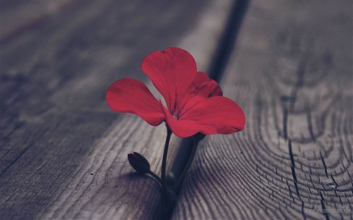 Red Flower-spring flowers HD photography wallpaper Views:25194 Date:2013/2/11 20:24:38