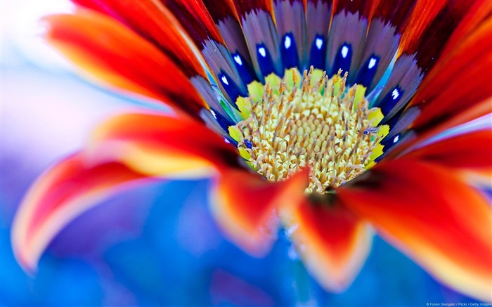 Red flowers-2013 flowers photography wallpaper Views:9010 Date:2013/2/5 23:32:55