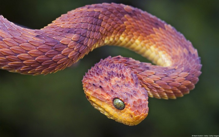 Red modèle d'arbre viper-Microsoft Windows Fonds d'écran Vues:15276