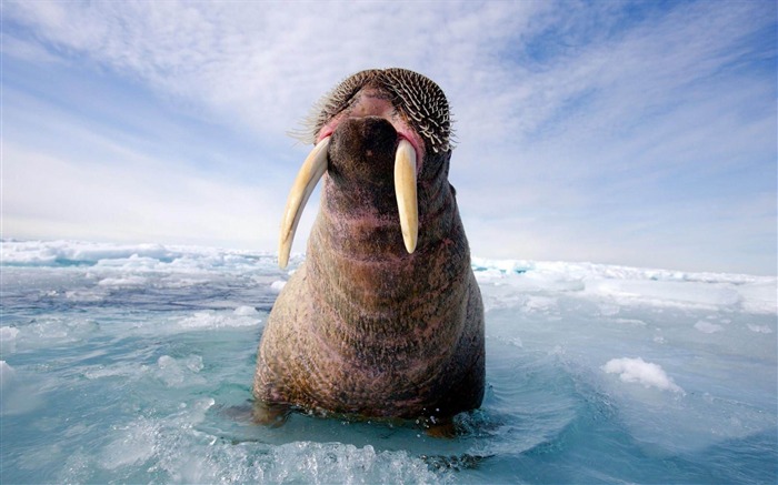 Seals-Animal world photography wallpaper Vistas:9482