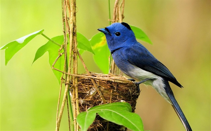 Simple Blue Bird-Natural photographie animalière Fonds d'écran Vues:8031