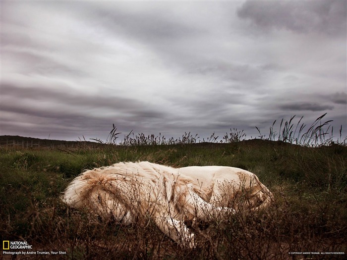 Sleeping Lion Sudáfrica-National Geographic fotografía fondo de pantalla Vistas:10780